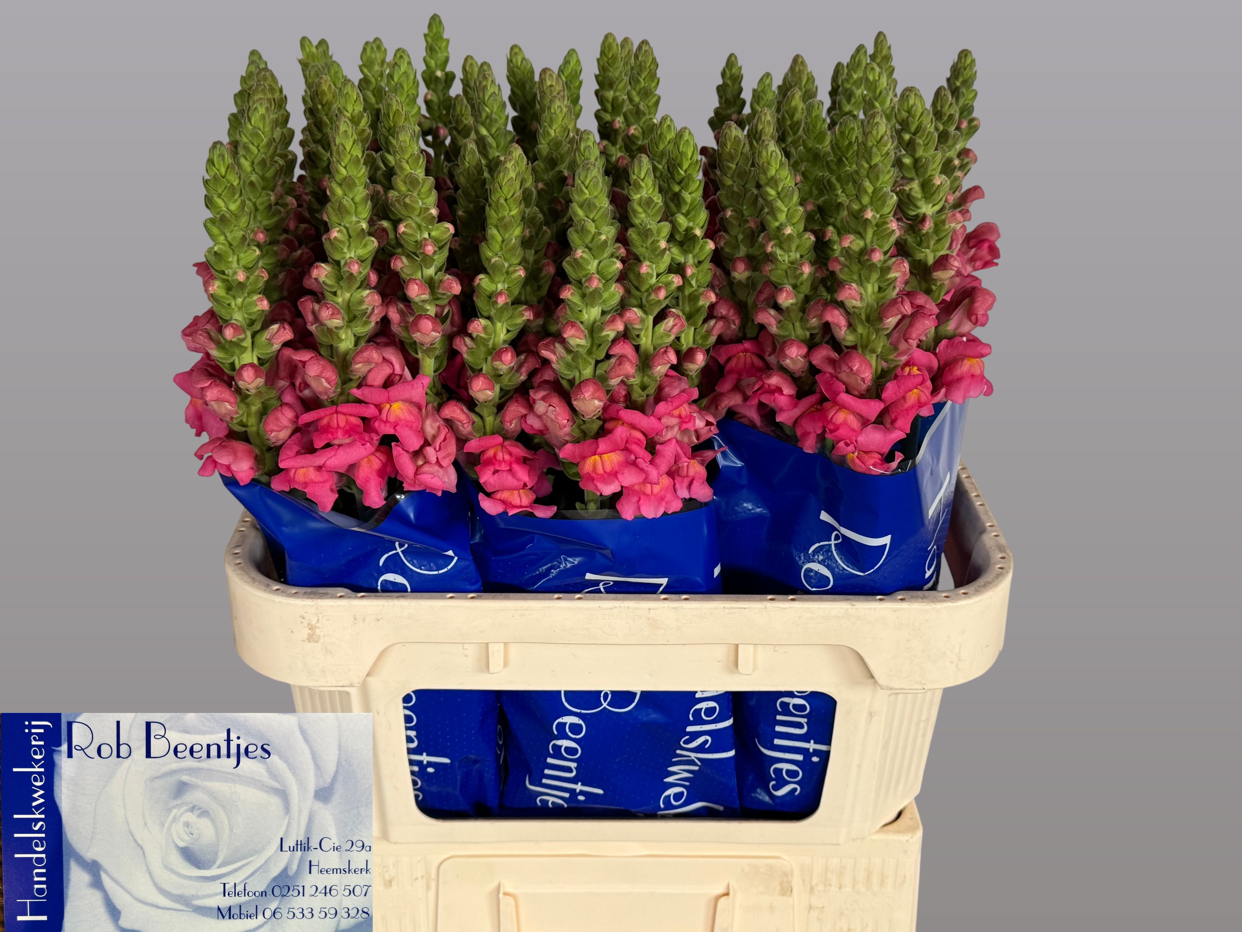 Antir Antibes Rose