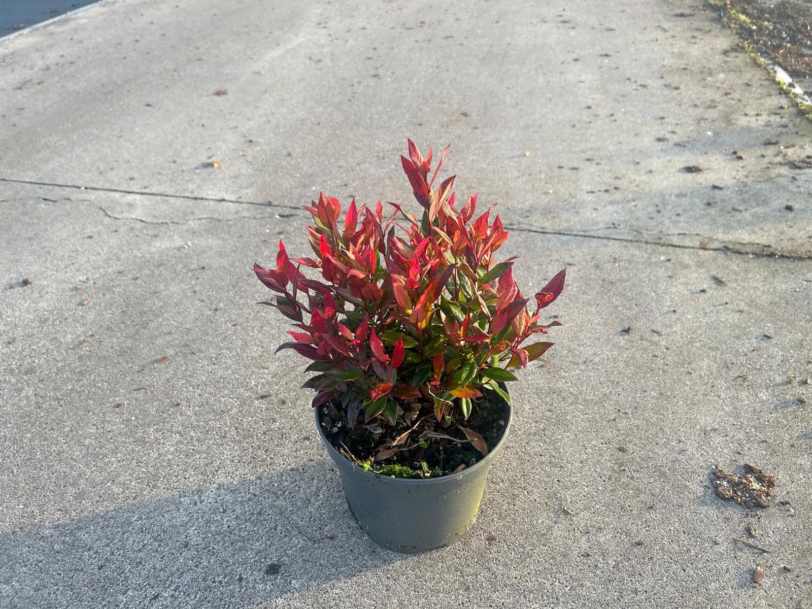 Picture of Leucothoe 'Little Flames' PBR