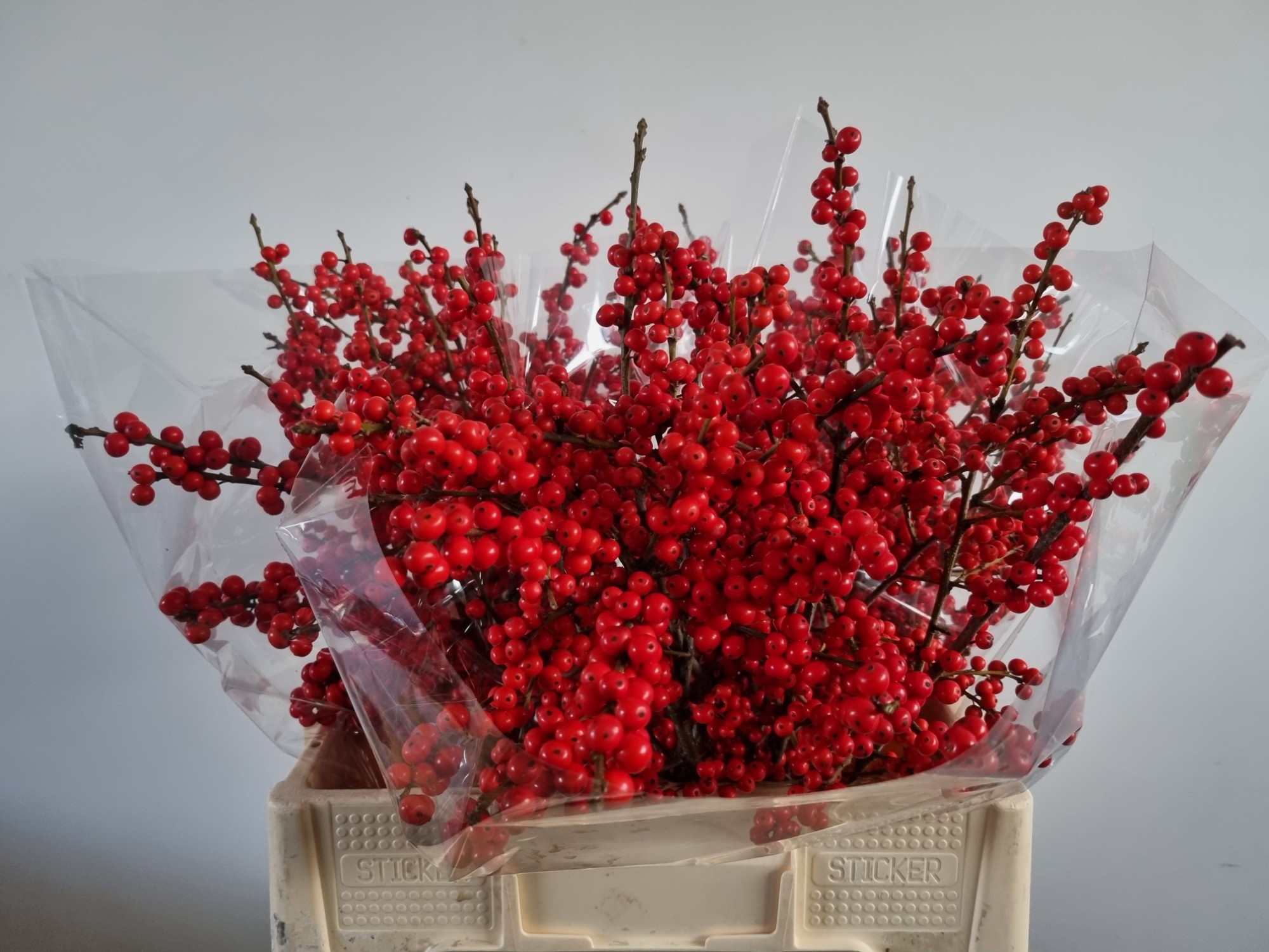 Ilex Verticlilata 60cm
