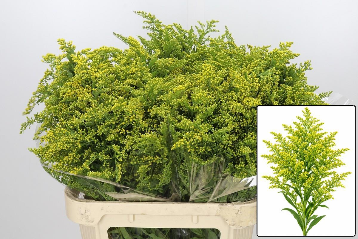 Solidago Golden Glory 80cm 50gram