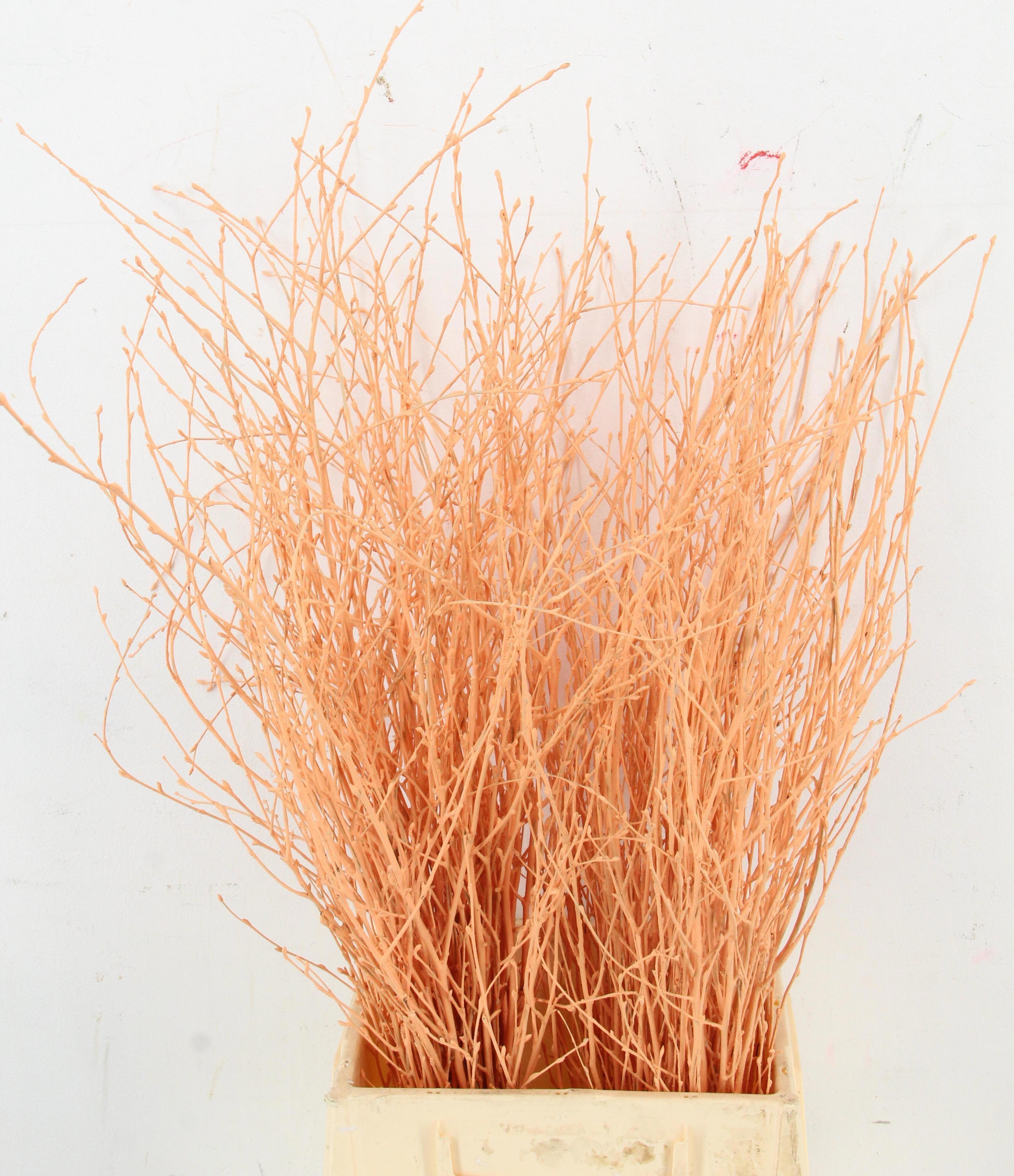 Betula Bs Kleurbeh