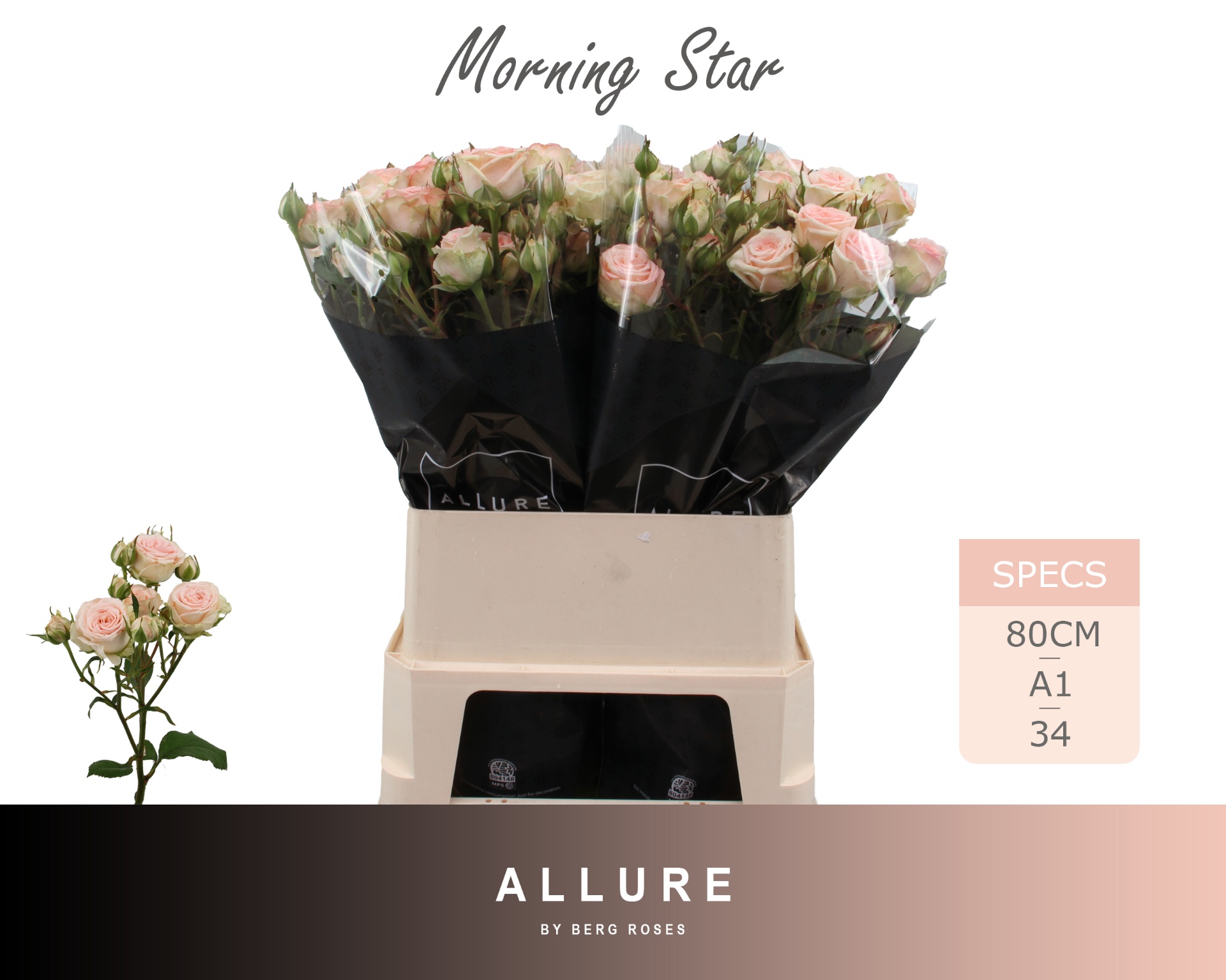 Rosa Spr Morning Star 80cm