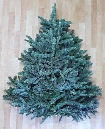 Abies Nobilis Blue Per Pack