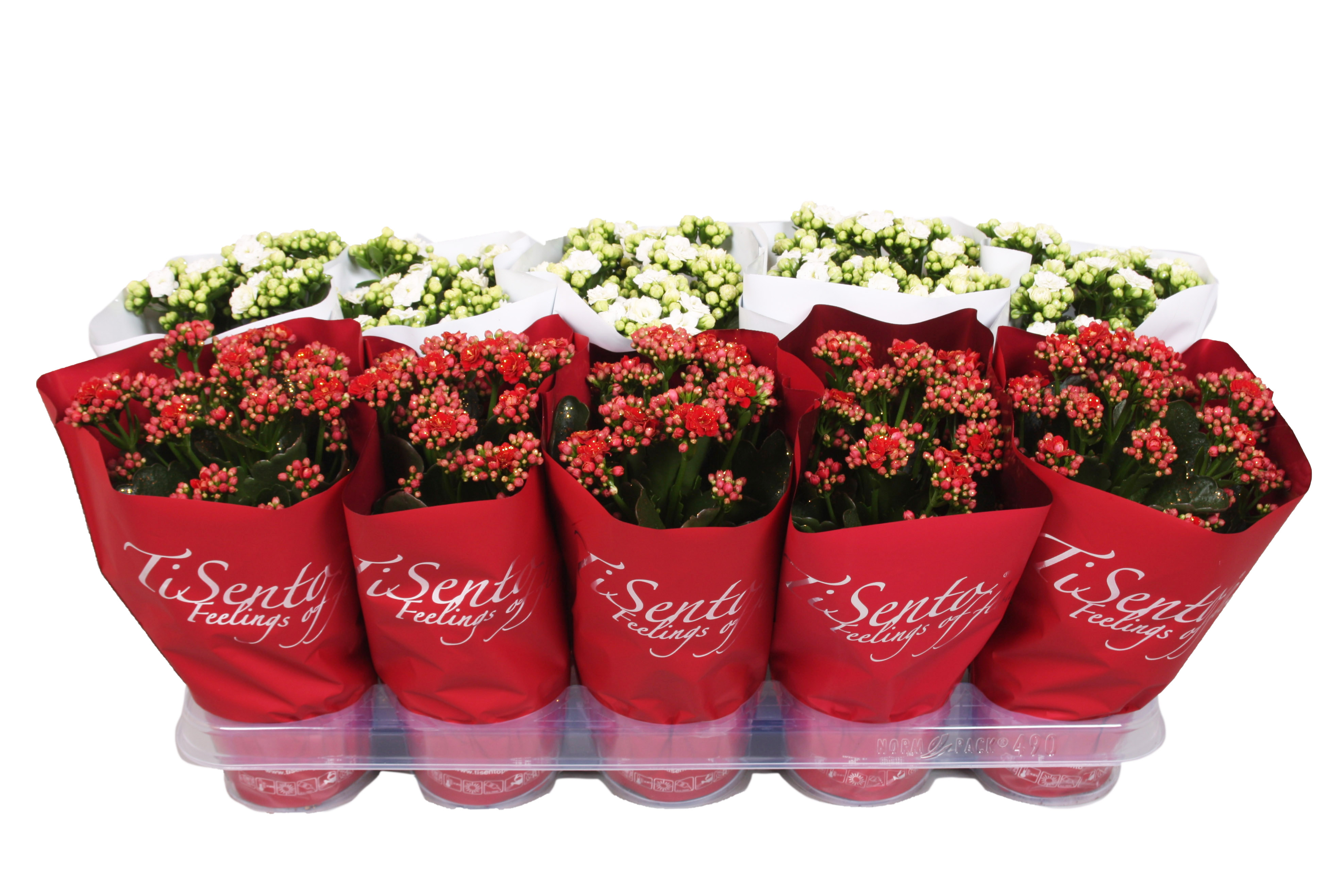 Picture of Kalanchoe Calandiva X-mas Red&White + Glitter P12 25CM