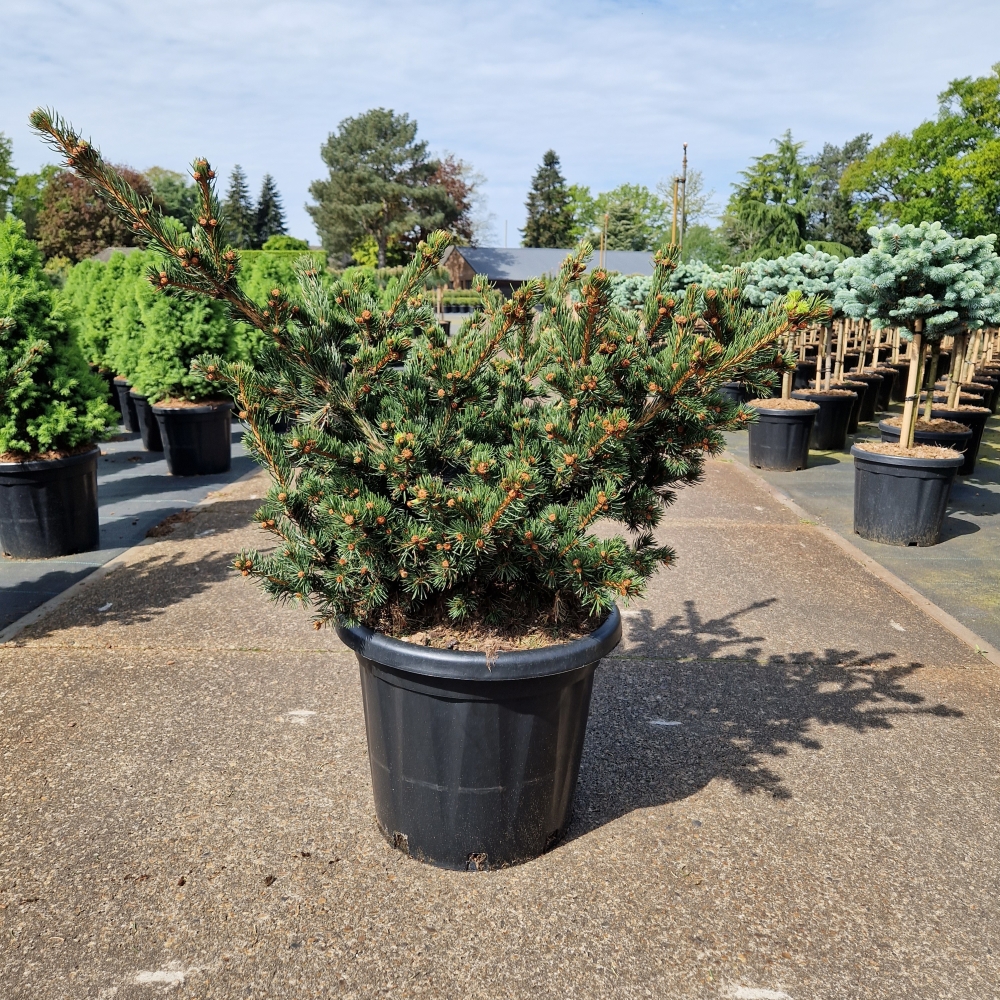 Picture of Picea pungens Luckey Strike C25 60/+