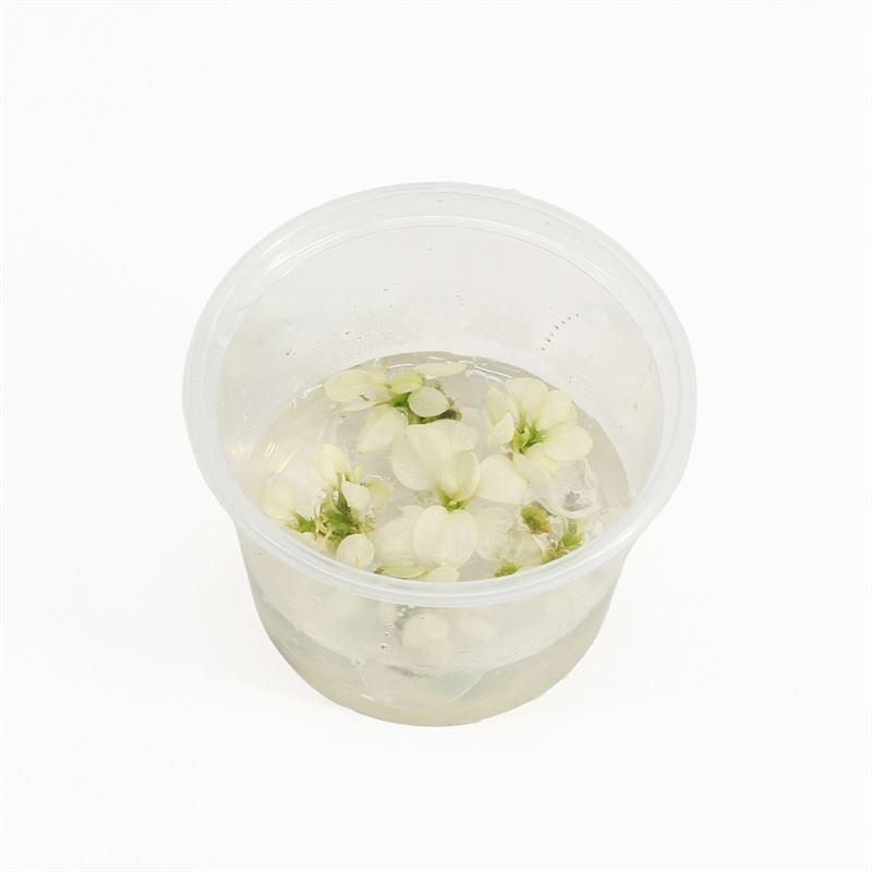 Anubias snow white (cup 100cc)