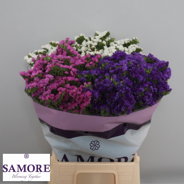 Limonium St Mixed 45cm 12gram