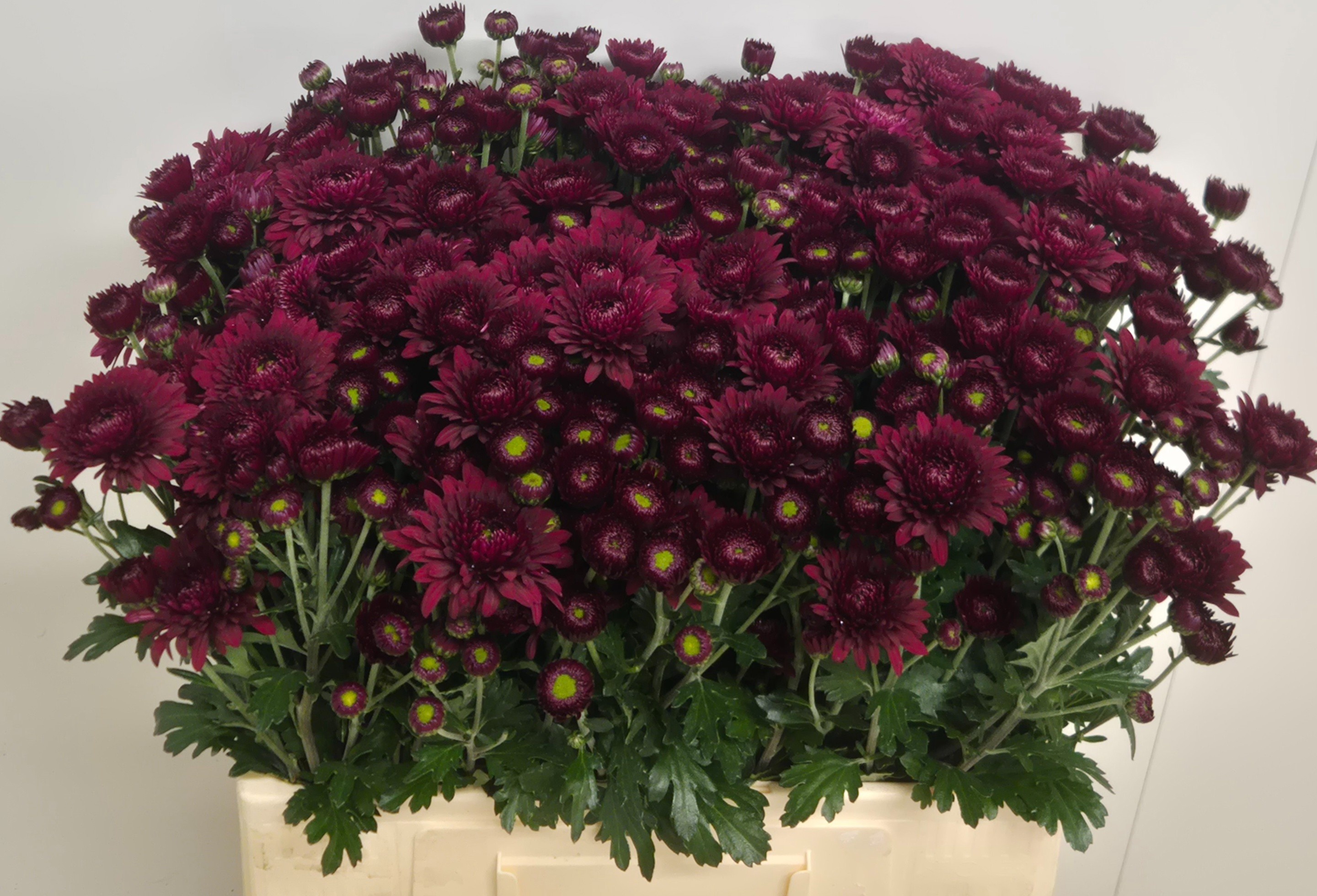 Chrysant Tbu Smokey 60cm 50gram