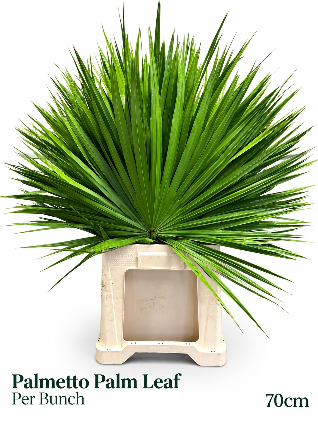 Sabal Palmetto