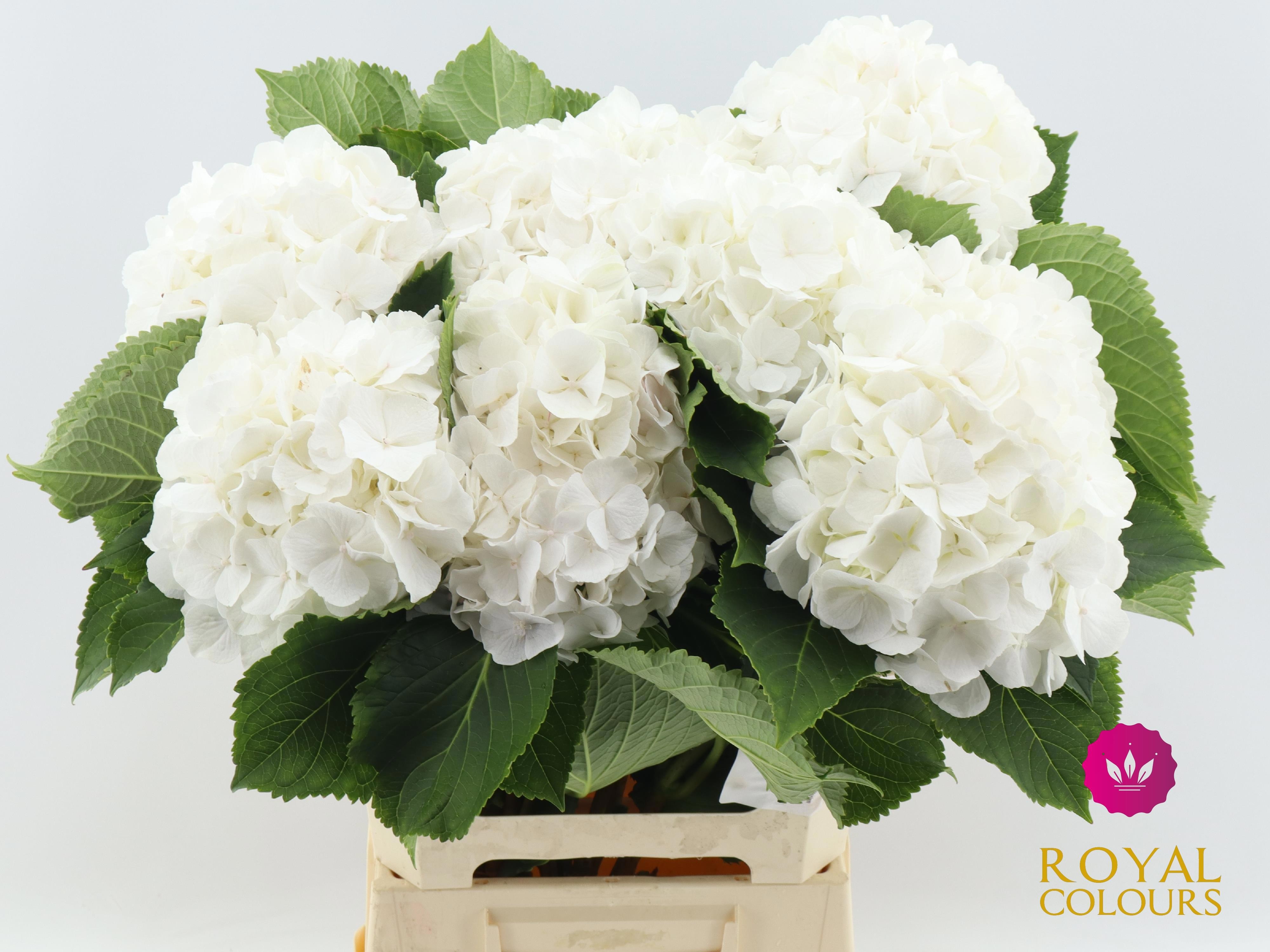Hydrangea White Verena 60cm 18Ø