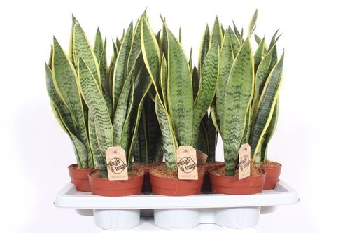Sansevieria Laurentii p14 fachjan