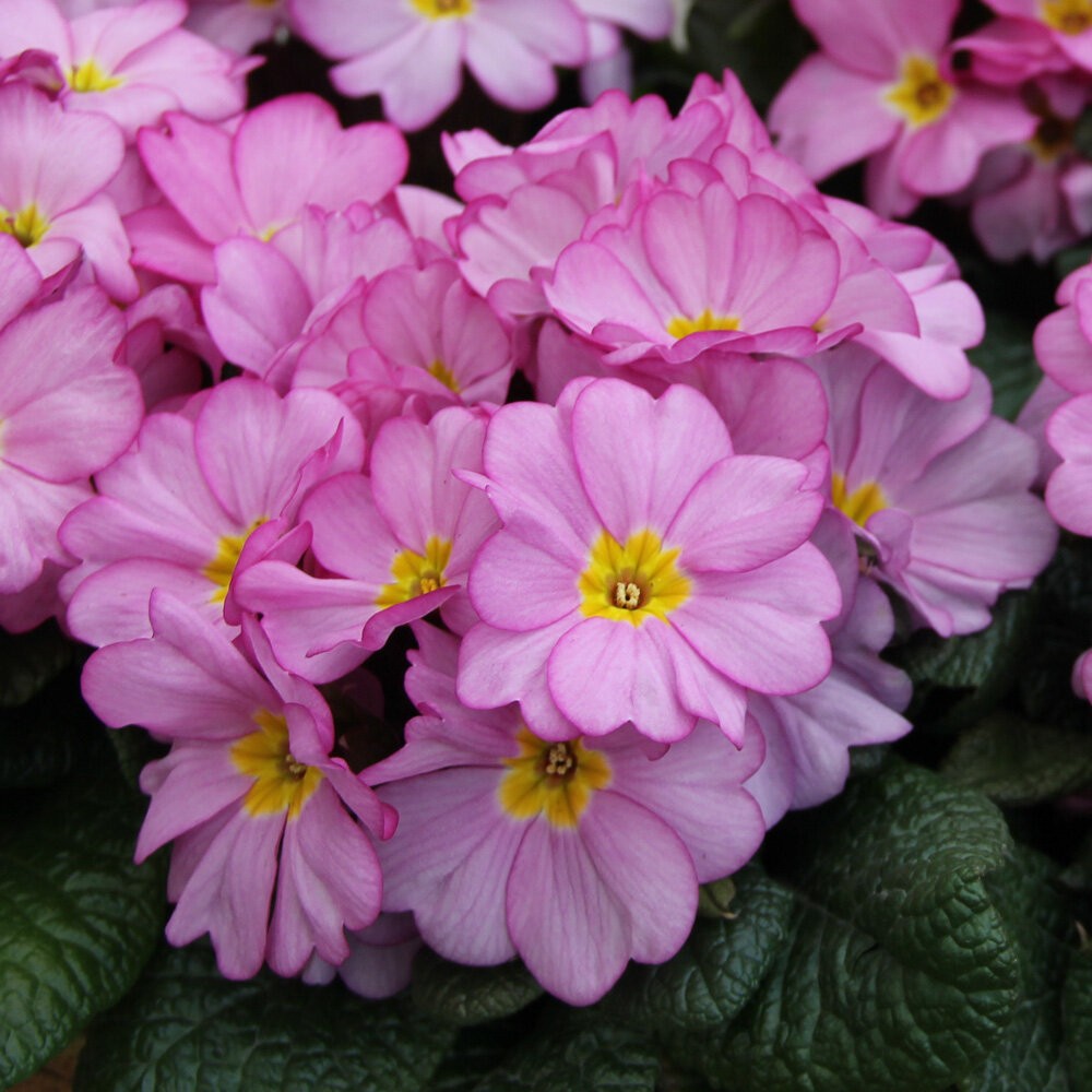 Picture of Primula ILY Specials - Woodland Rose P11 18cm