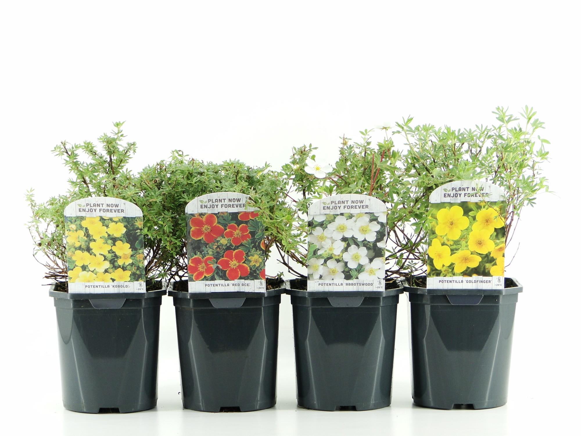 Picture of Potentilla fruticosa in varieties P17 (2 Ltr) Square