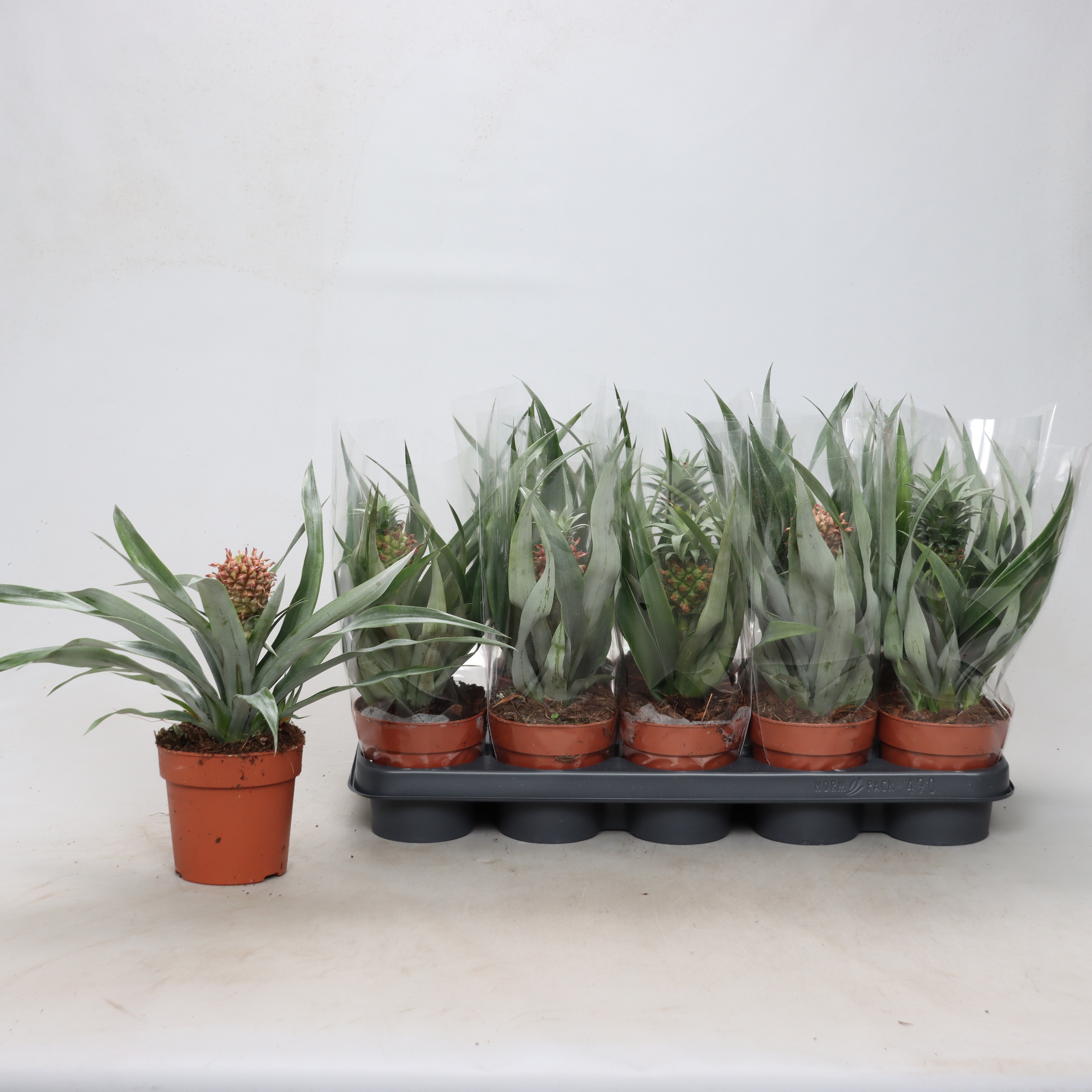 Ananas Ov 12P 25H