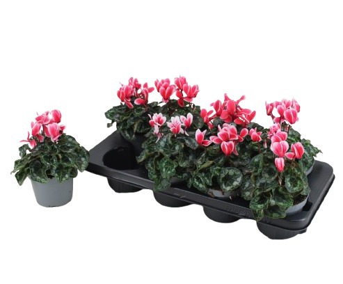 Cyclamen 'Fantasia Artic Red'