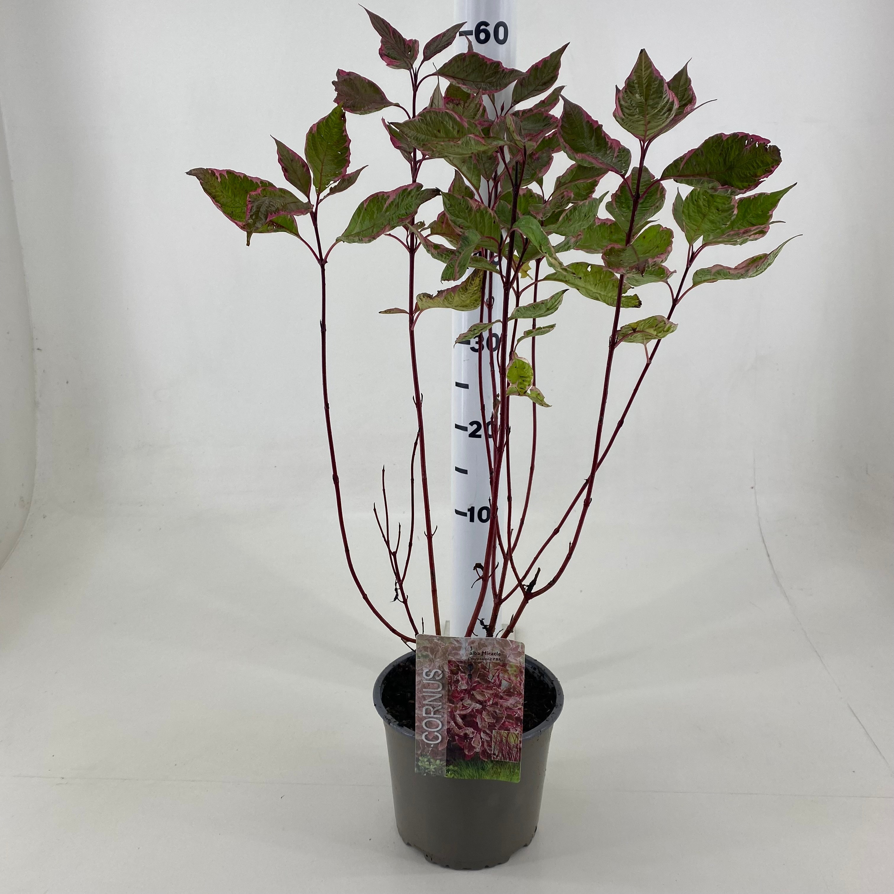 Picture of Cornus alba Miracle ® P19 (3 Ltr)