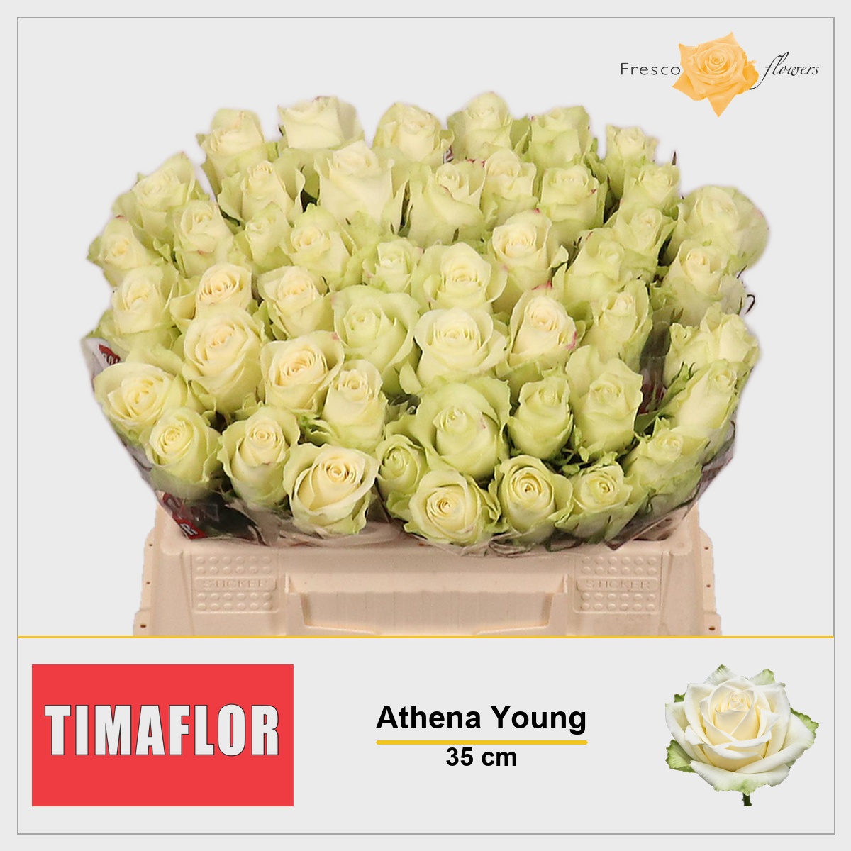 Rosa Athena 35cm
