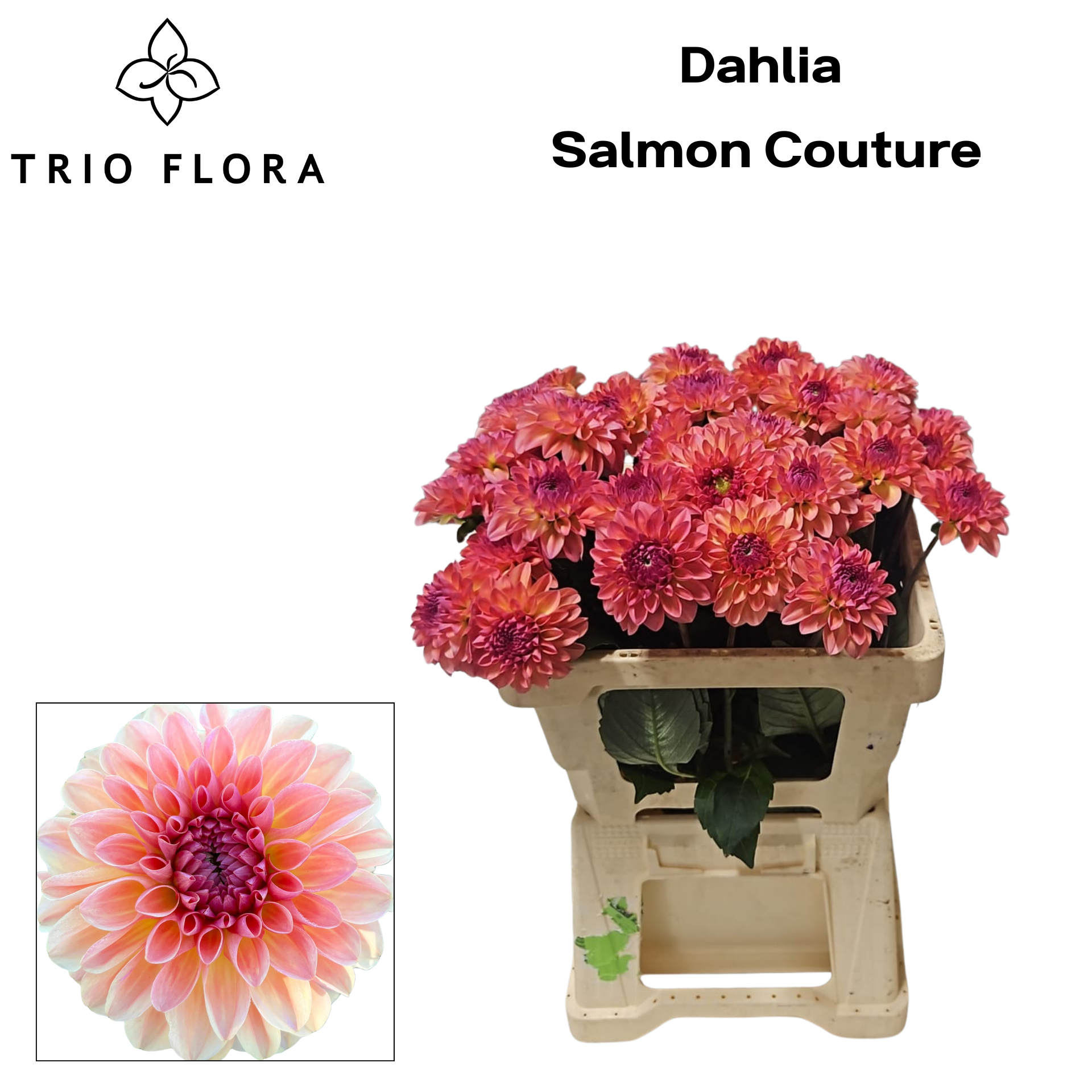 Dahl Salmon Couture 996