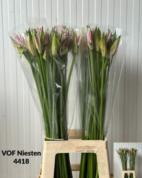 Nerine Bico Bionce 80cm