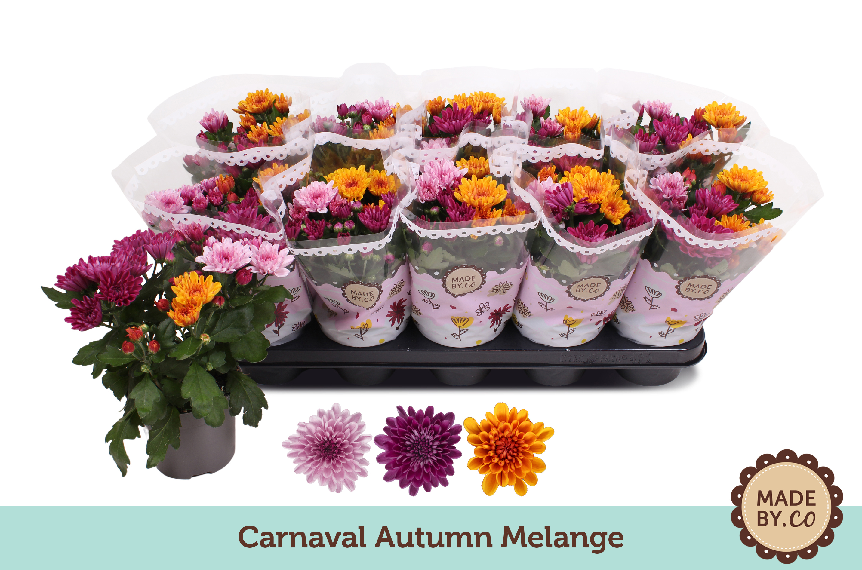 Picture of Chrysant carnaval autumn melange P12 25CM