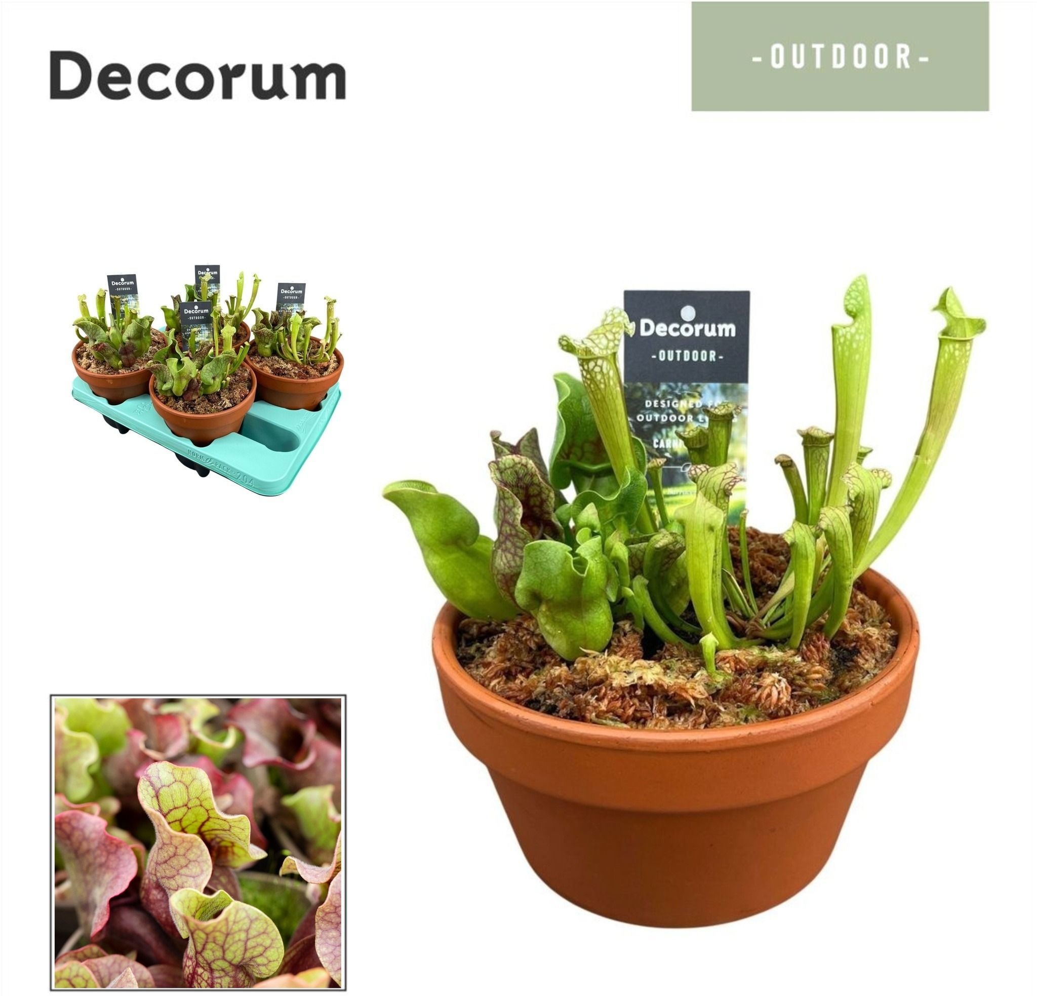 Sarracenia Ov 16P 20H