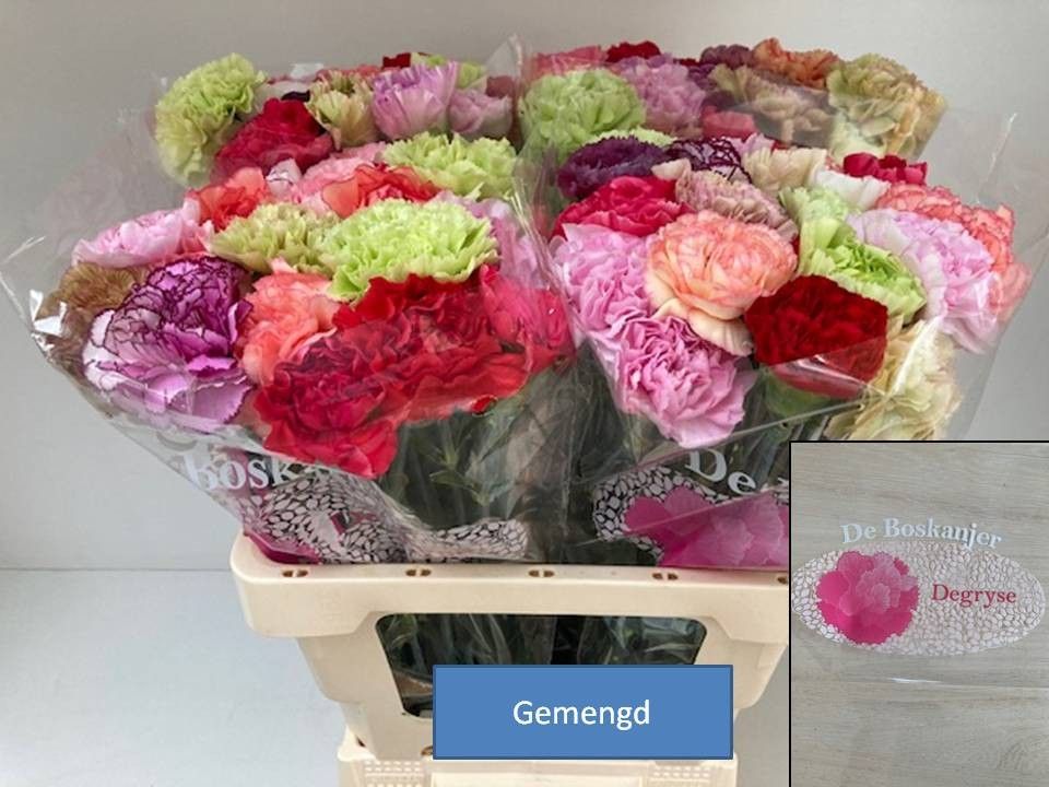 Di St Gem In Bos