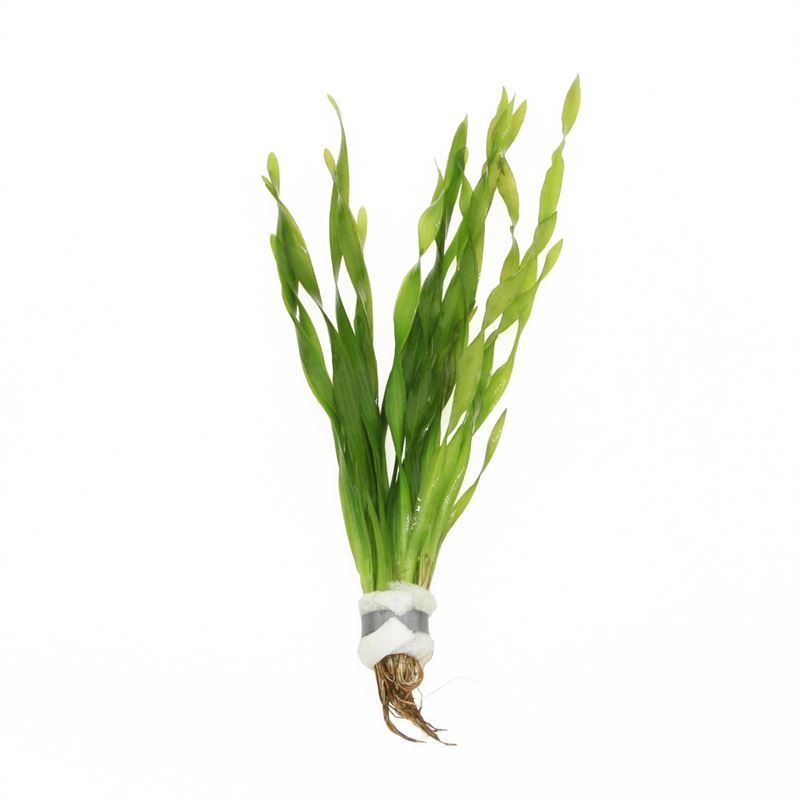 Vallisneria asiatica (Bos)