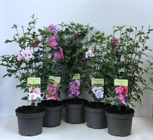 Hibiscus syriacus mix p19 Leena