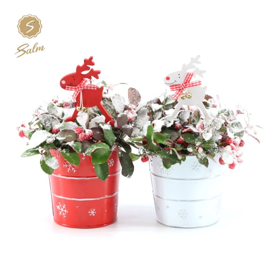 Picture of Gaultheria pr. 'Big Berry'® P10 in Zinc X-mas Duo + Reindeer + Snow