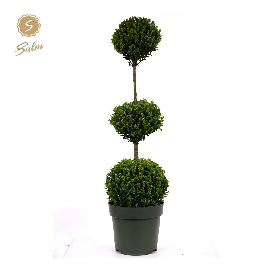 Ilex Crenata Jenny