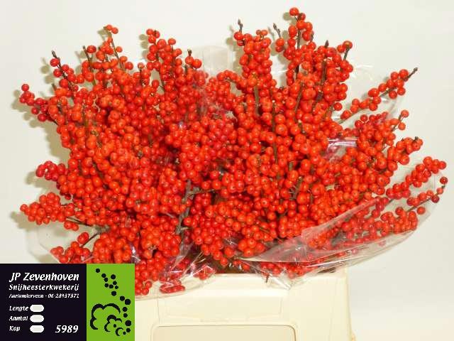 Ilex Verticlilata 45cm