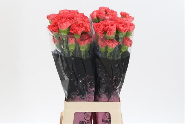 Dianthus St Caroline 60cm