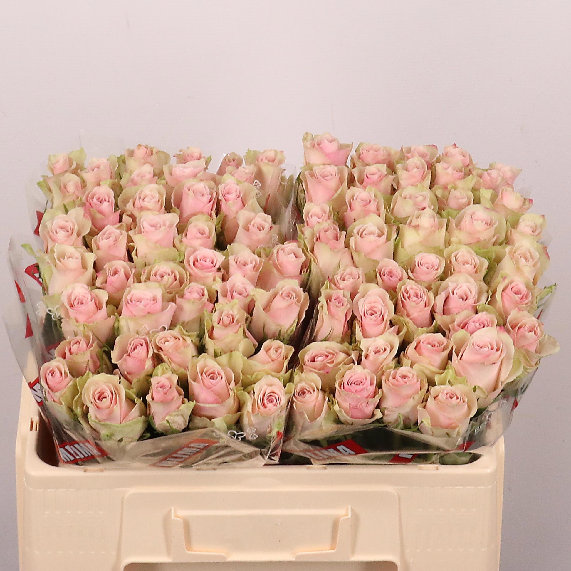 Rosa Pink Athena 50cm