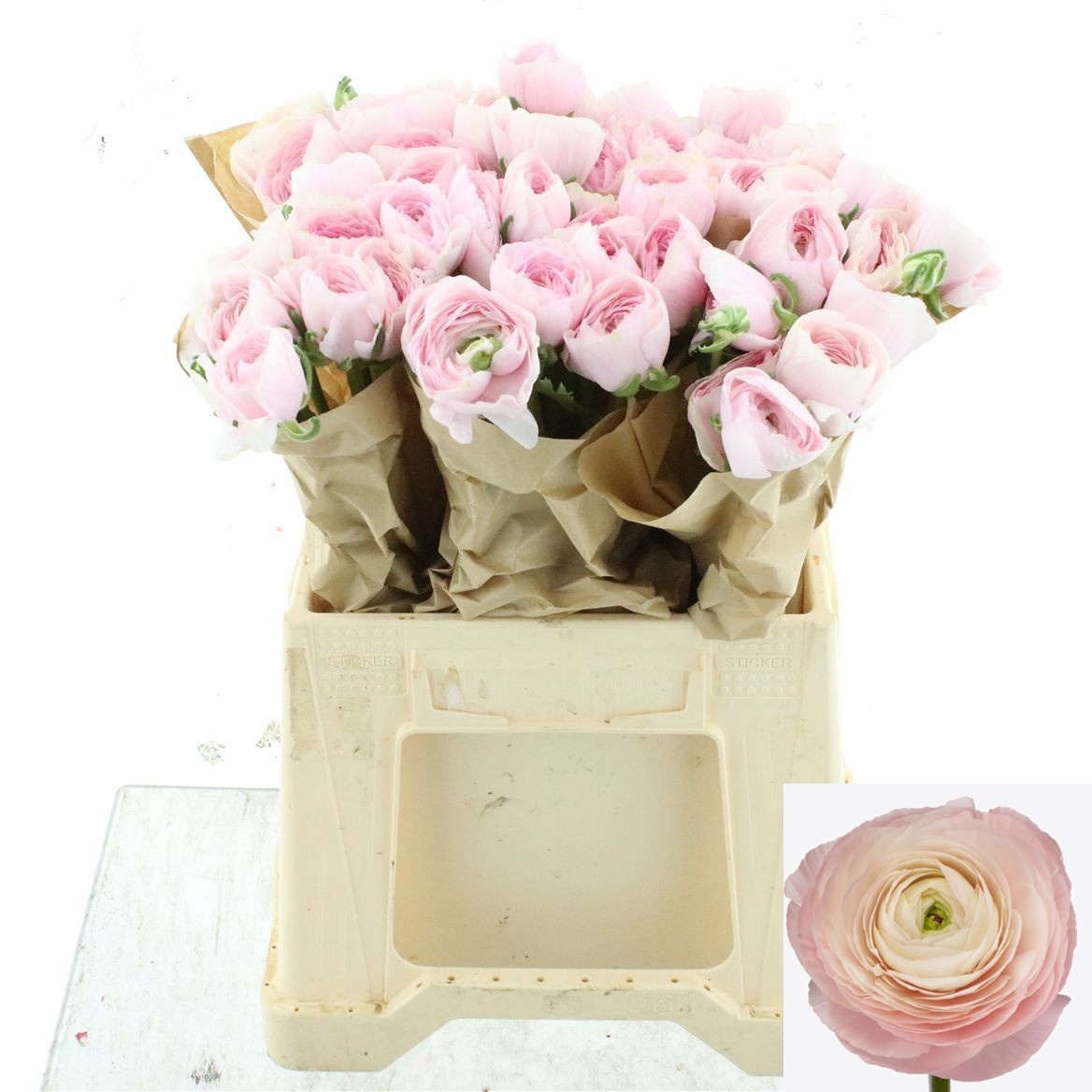 Ranunculus Success Hanoi 40cm