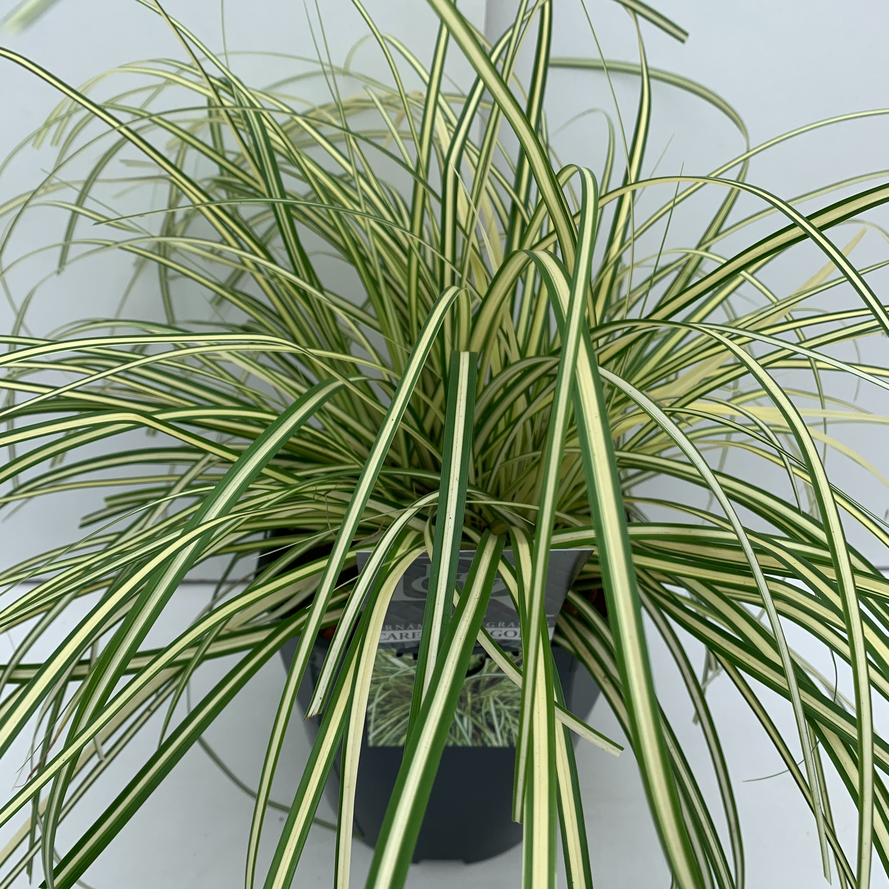 Picture of Carex Evergold P23 (5 Ltr) SQUARE