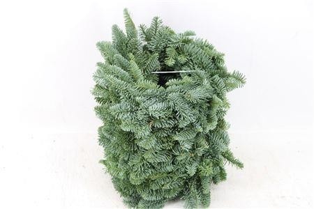 Nobilis Wreath