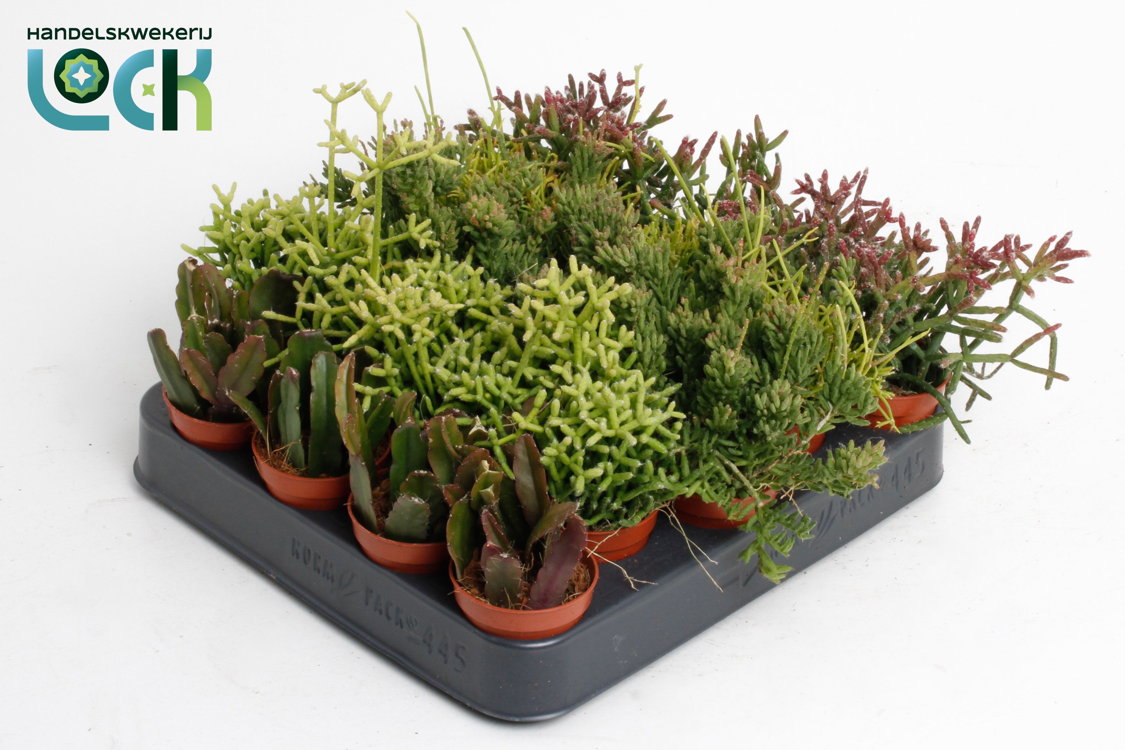 Rhipsalis Ov 505Ø 10cm