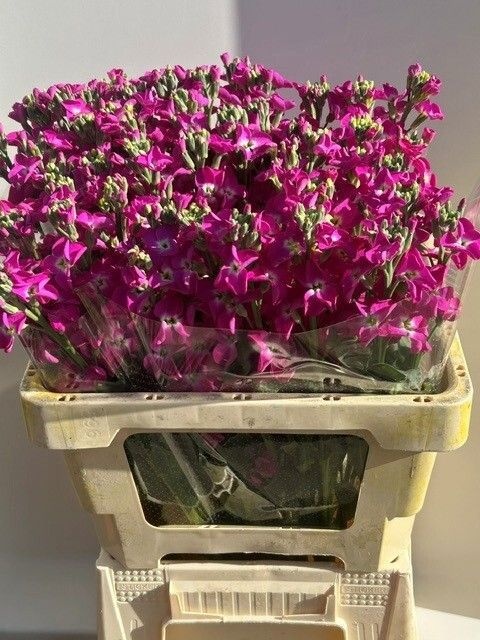 Matthiola 60cm