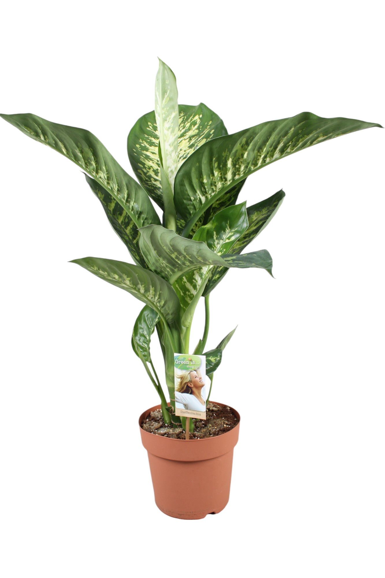 Picture of Dieffenbachia Tropic Snow P21 75cm