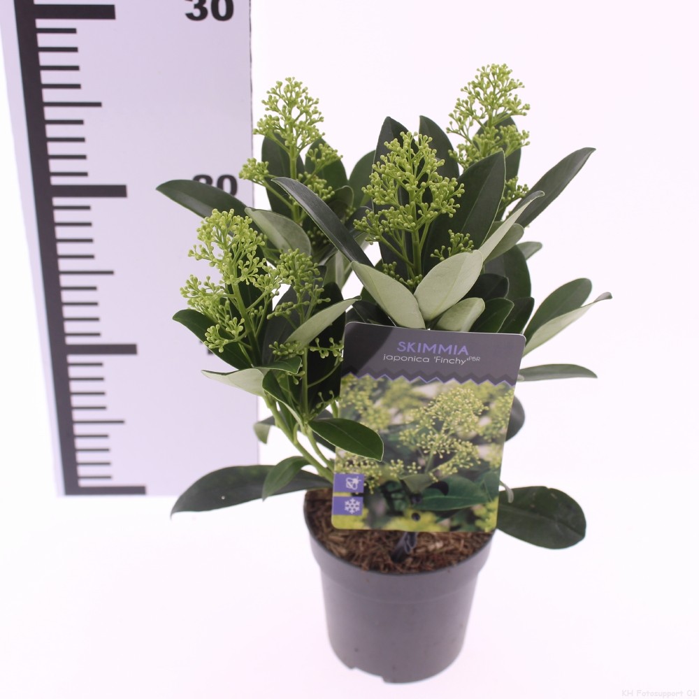 Picture of Skimmia jap. 'Finchy'
