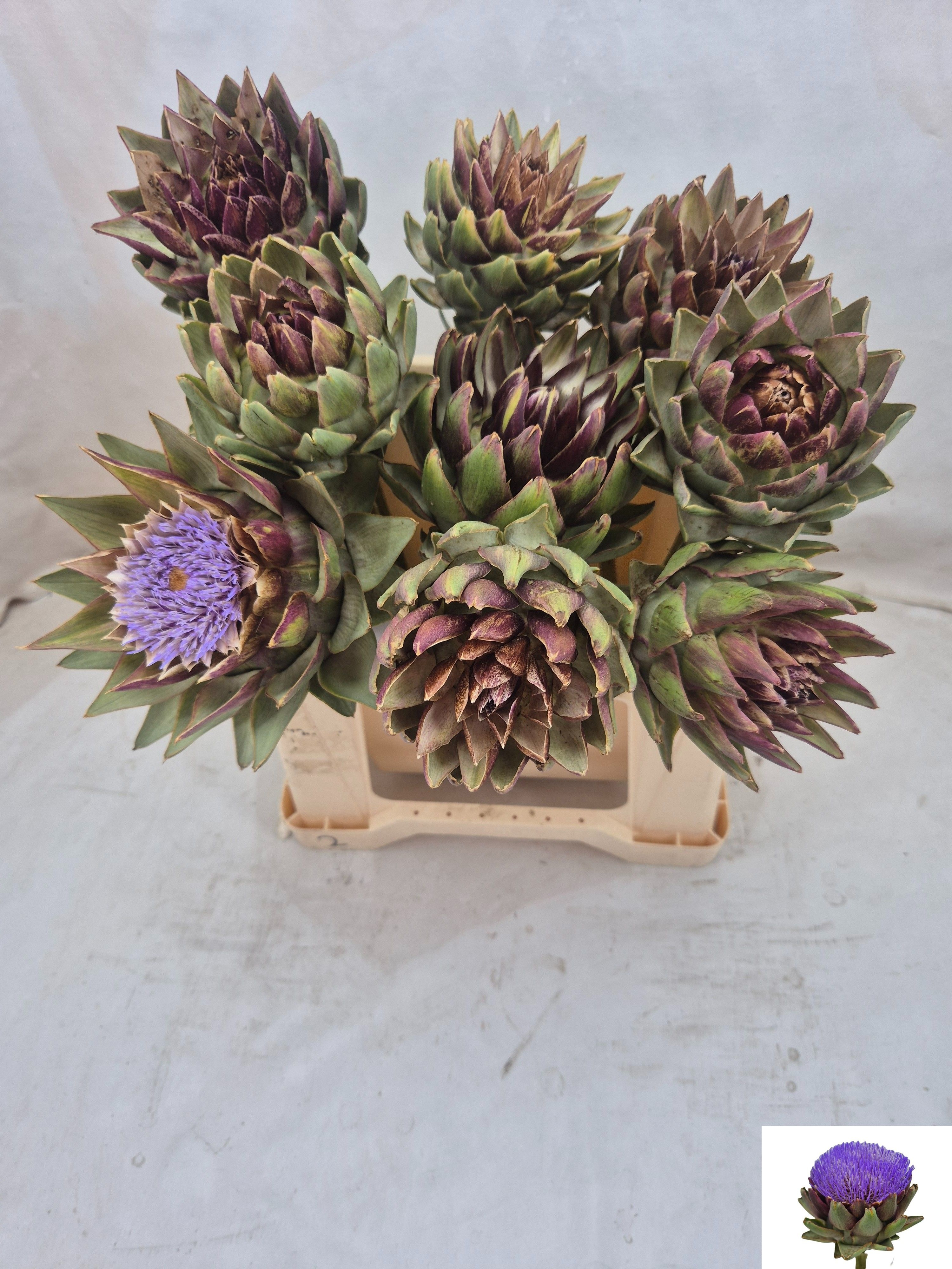 Cynara Sc Green Glob