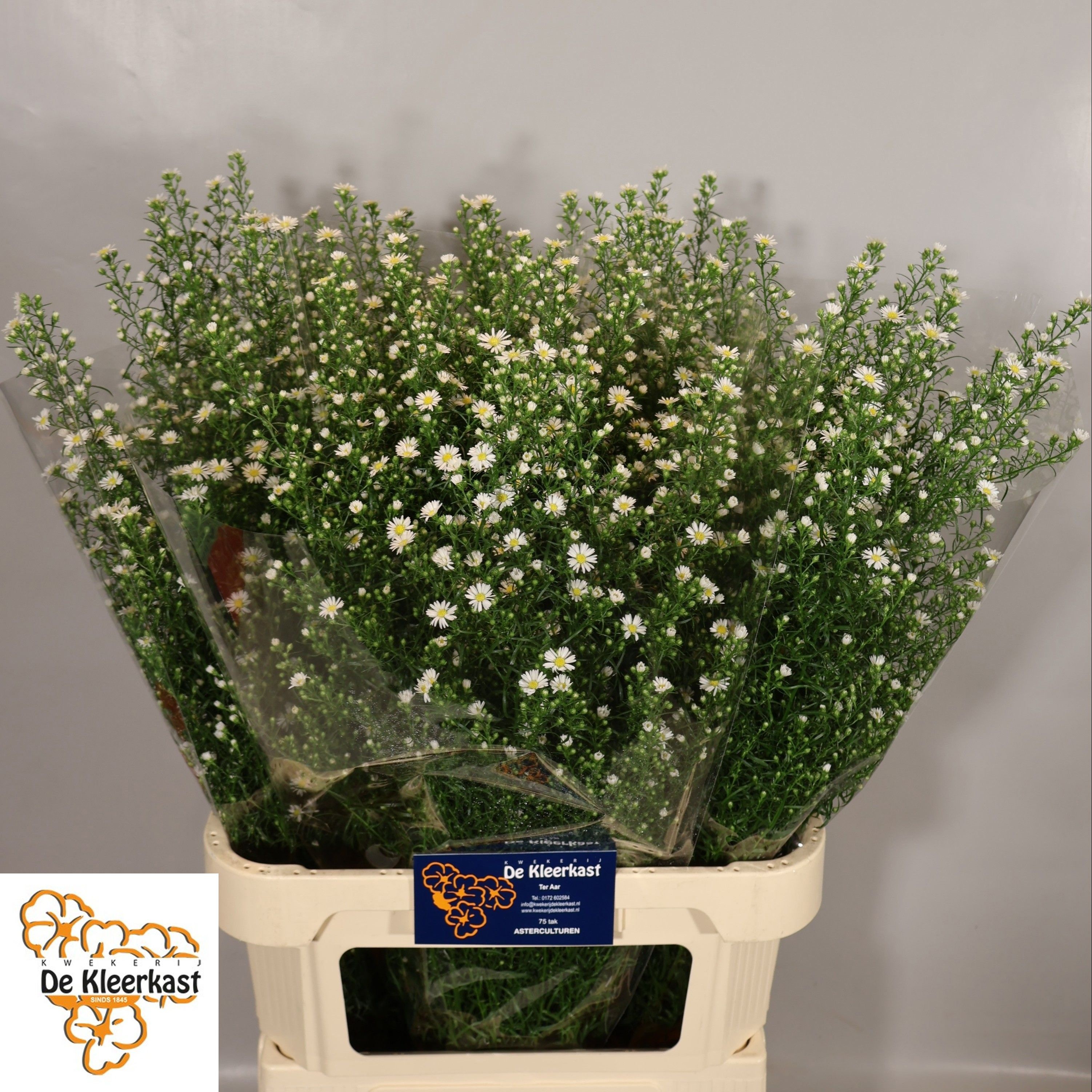 Aster Monte Casino 80cm 30gram