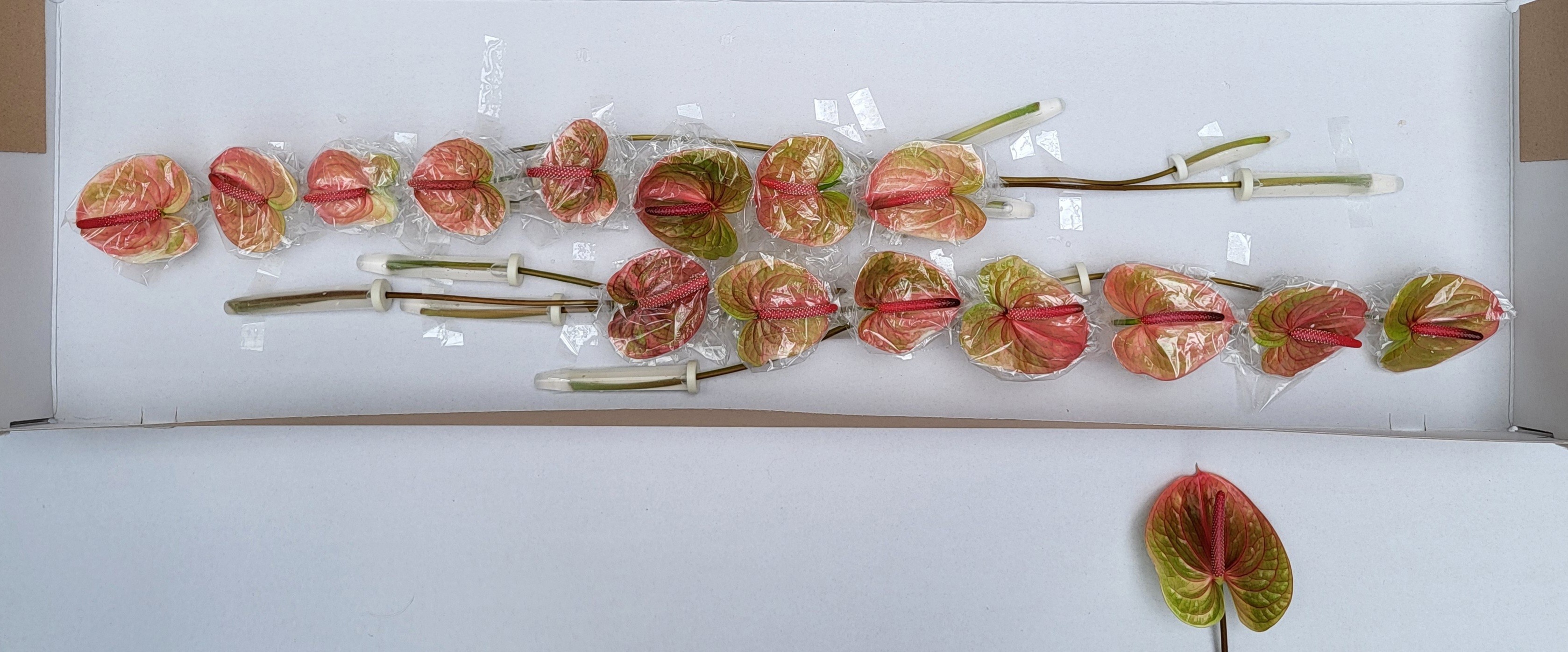 Anthurium Danielle 5Ø
