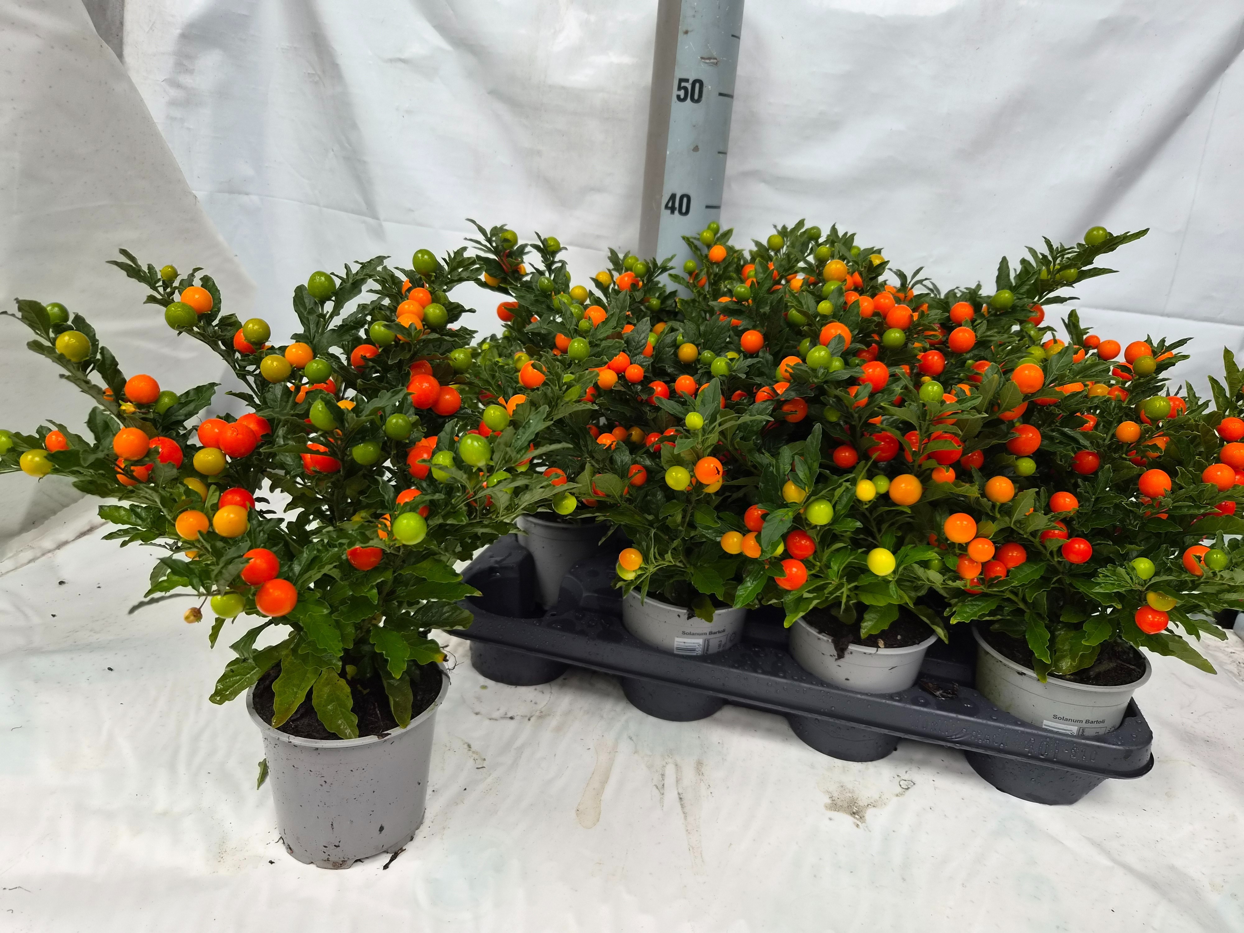 Solan Ps Bartoli Bes 12Ø 30cm