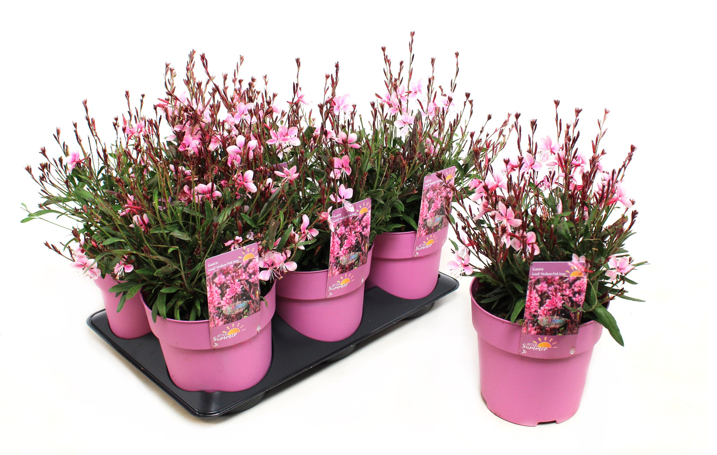 Picture of Gaura Gaudi Medium Pink (After Summer) P15