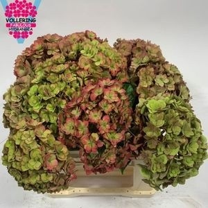 Hydrangea Royal Anastasia Classic 40cm 16Ø
