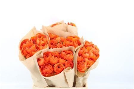 Ranunculus Clooney Lambada 40cm
