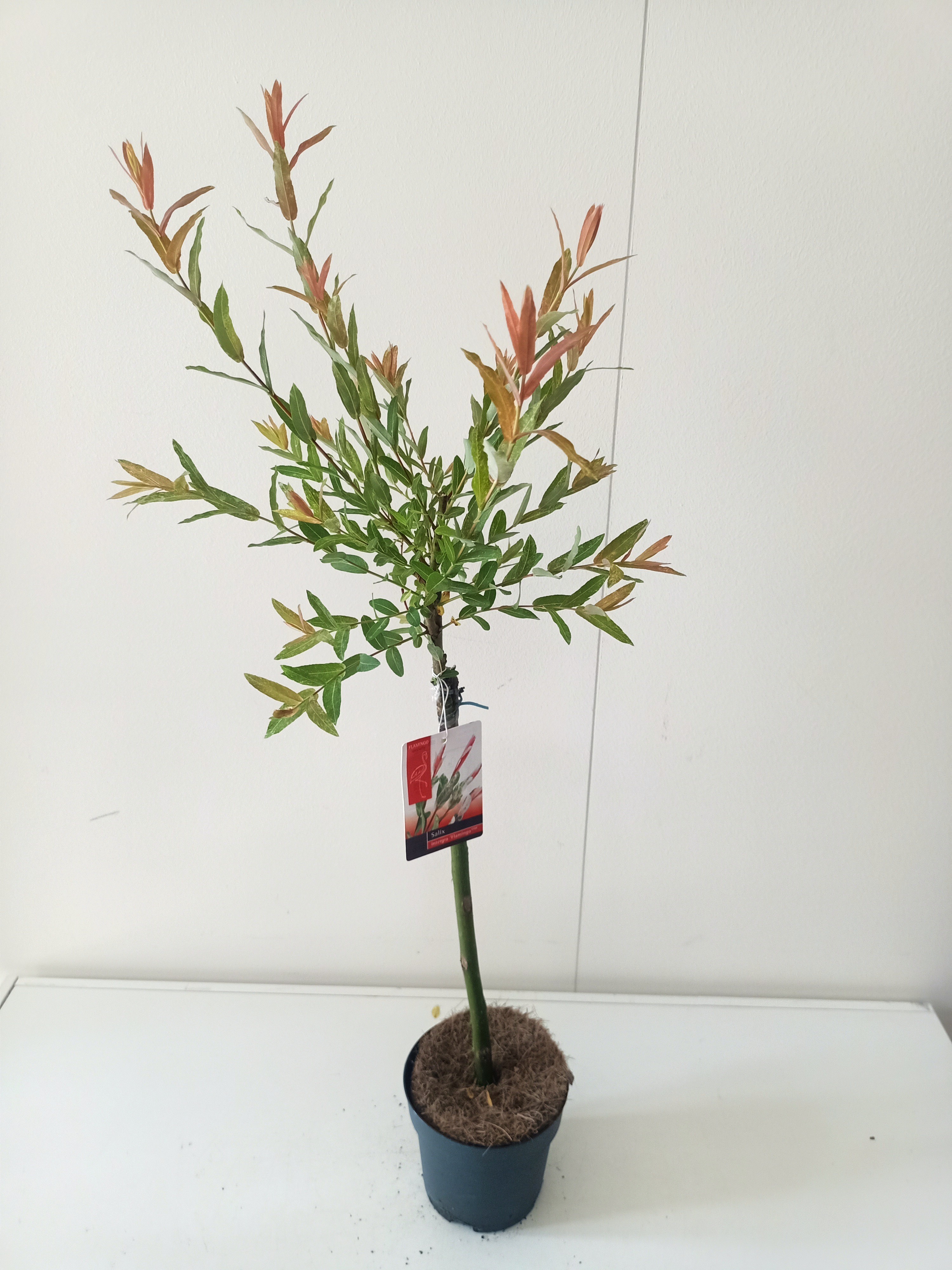 Picture of Salix Flamingo stam 40 p14