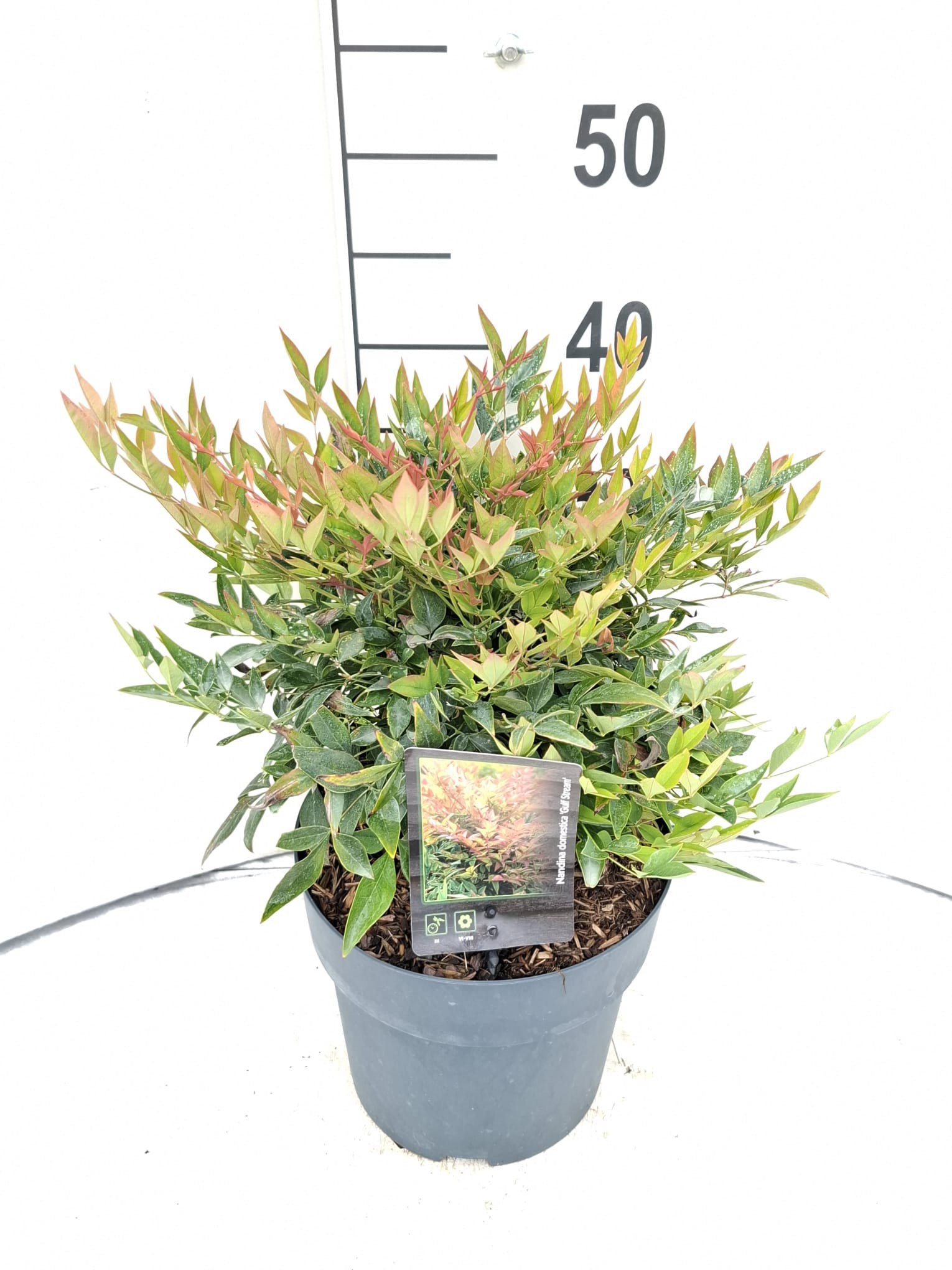 Nandina domestica 'Gulf Stream'