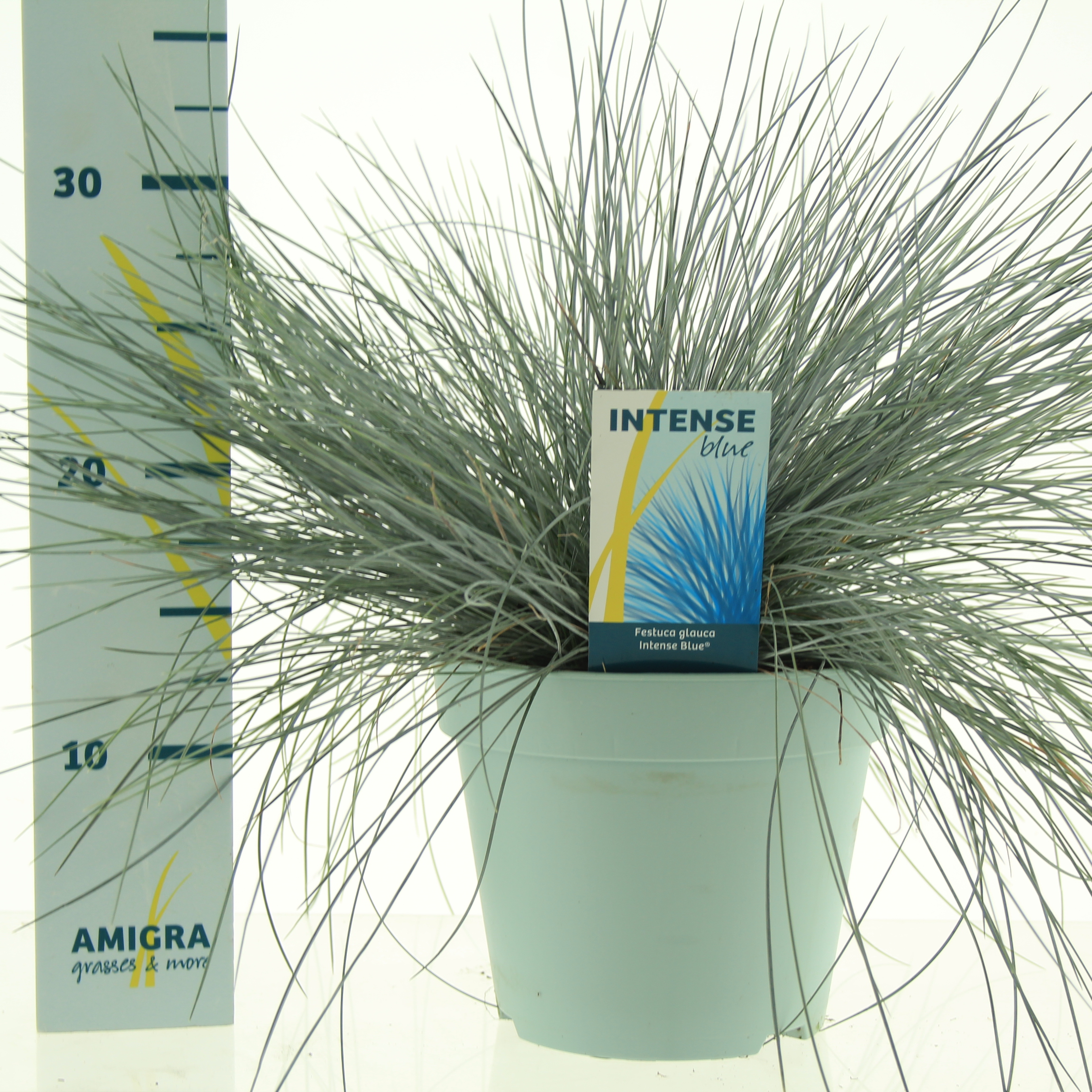 Picture of Festuca glauca Intense Blue® P17 (2 Ltr)